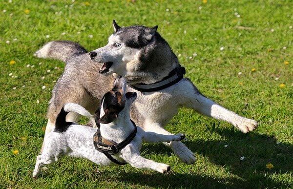 Kontakt Hundehaftpflicht Versicherung Vergleich und Test 2020