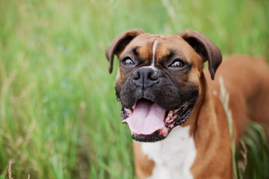 Hundehaftpflicht-Vergleichen Listenhunde
