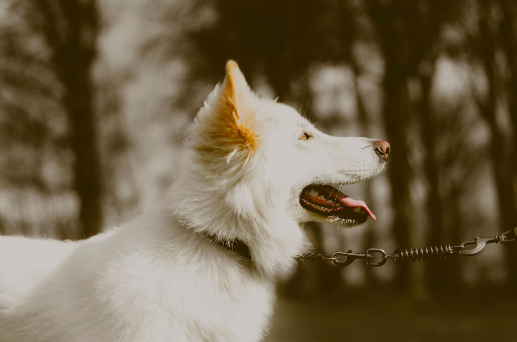 Hundehaftpflicht-Vergleichen Leinenzwang