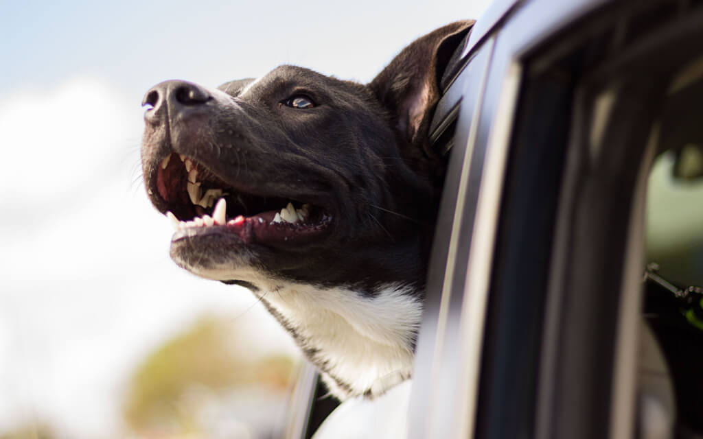 Hundehaftpflicht-Vergleichen Vergleichen Verstehen