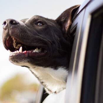 Hundehaftpflicht-Vergleichen Vergleichen Verstehen