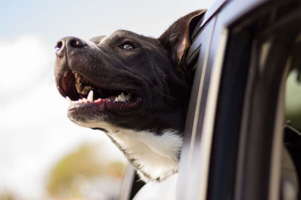 Hundehaftpflicht-Vergleichen Vergleichen Verstehen