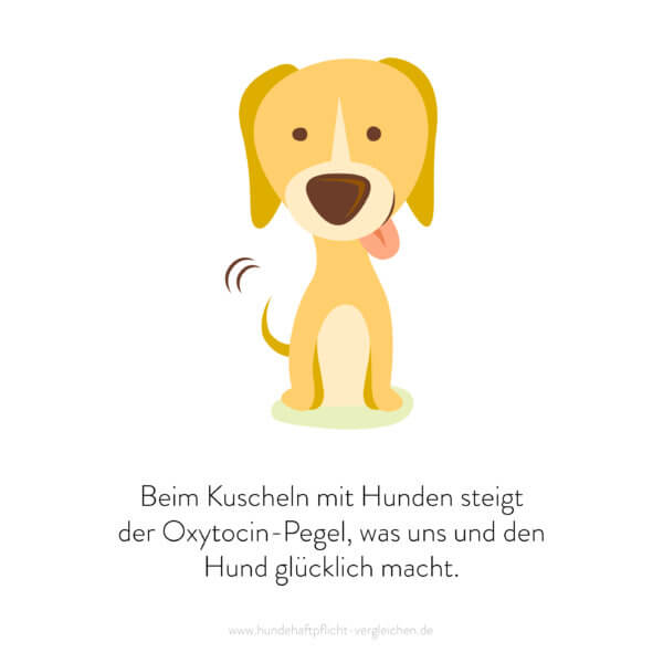 Hundehaftpflicht-Vergleichen-FunFact-2