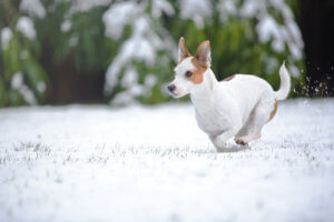 hundehaftpflicht-terrier