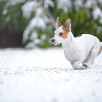 hundehaftpflicht-terrier