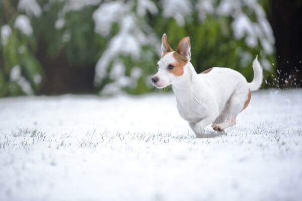 hundehaftpflicht-terrier