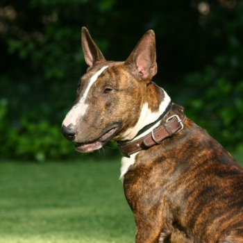 hundehaftpflicht-bullterrier