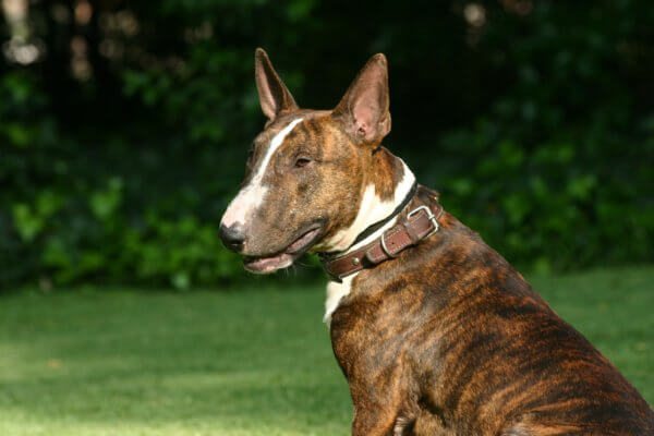 hundehaftpflicht-bullterrier