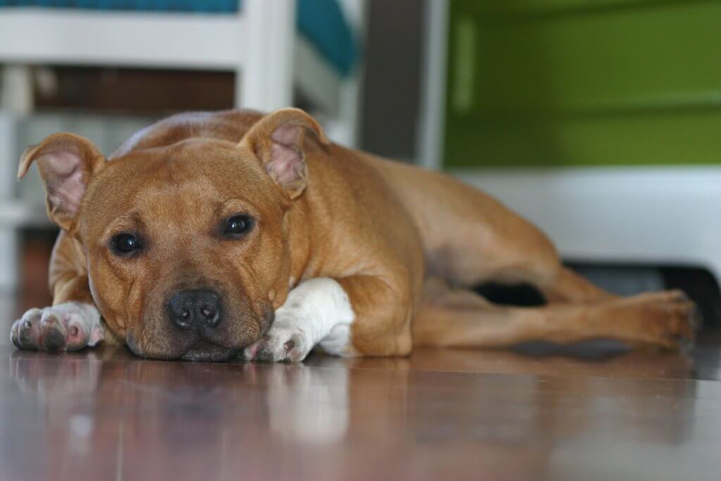 hundehaftpflicht-staffordshire