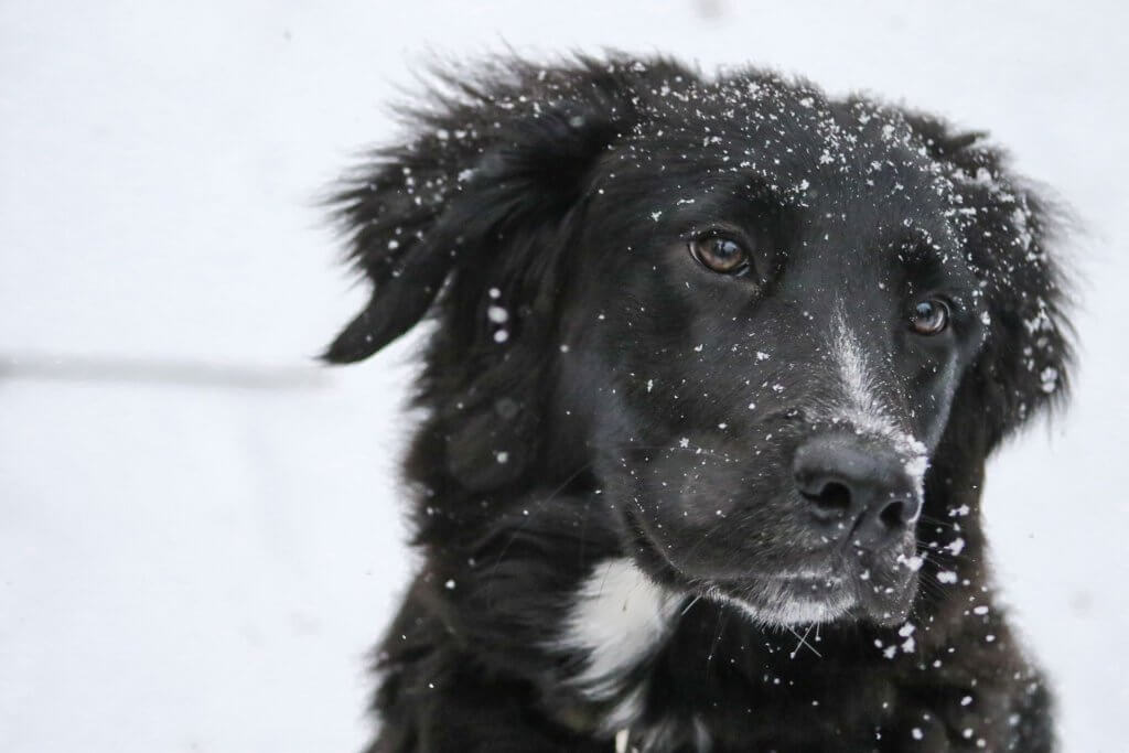 Hundehaftpflicht Vergleichen Hund im Schnee