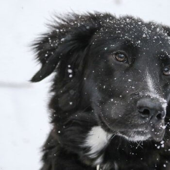 Hundehaftpflicht Vergleichen Hund im Schnee