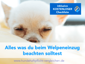 Welpe Welpeneinzug Welpe müde Welpe zieht ein