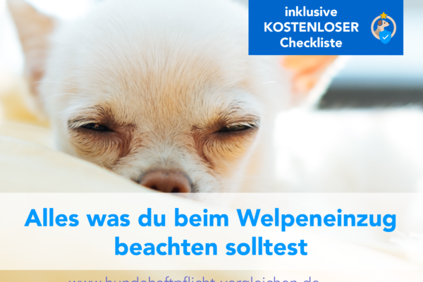 Welpe Welpeneinzug Welpe müde Welpe zieht ein