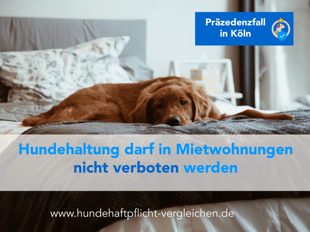 Hund Wohnung trotz Verbot
