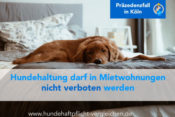 Hund Wohnung trotz Verbot