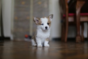 Hund Mietwohnung ohne Erlaubnis