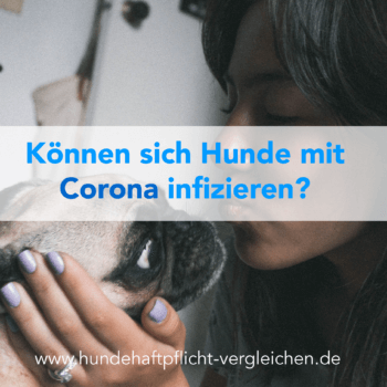 Corona Virus Hund