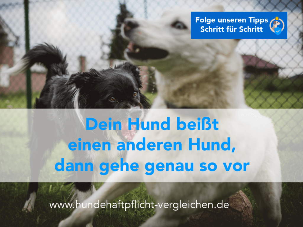 Hund beißt Hund