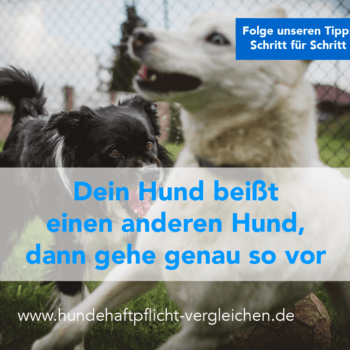 Hund beißt Hund