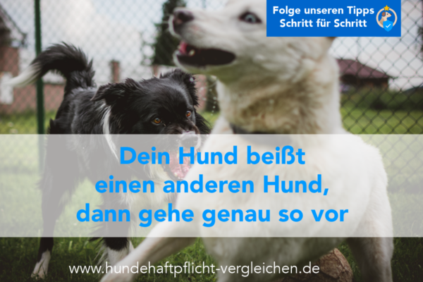Hund beißt Hund