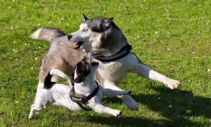 Hund Biss durch anderen Hund Haftpflicht