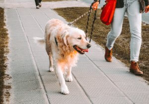 gassi service hund steuerlich absetzbar