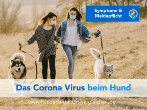 Corona Infektion beim Hund