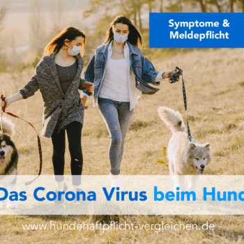 Corona Infektion beim Hund