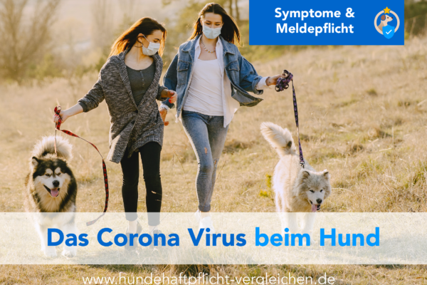 Corona Infektion beim Hund