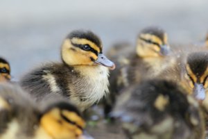 Enten-Hund-Leinenzwang-Brutzeit-Ente