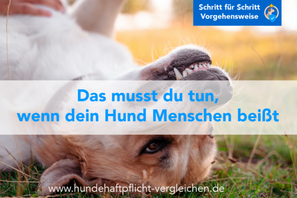 Hund bissig Mensch Hundehaftpflicht