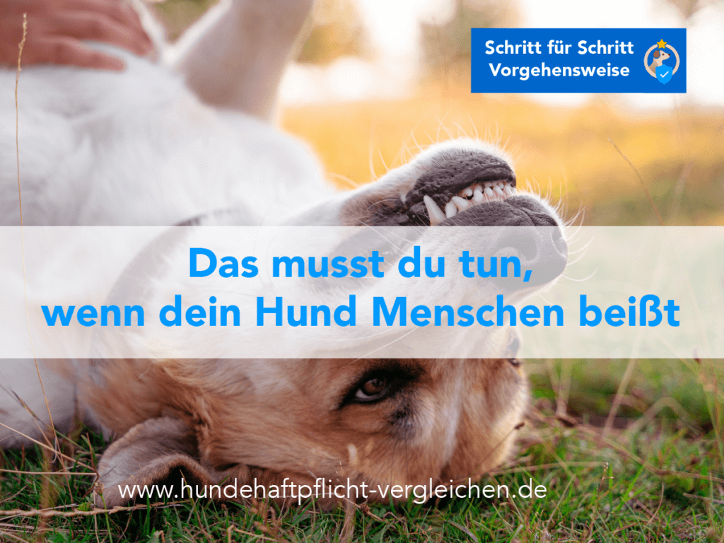 Hund beißt Menschen Hundehaftpflicht Versicherung Vergleich und